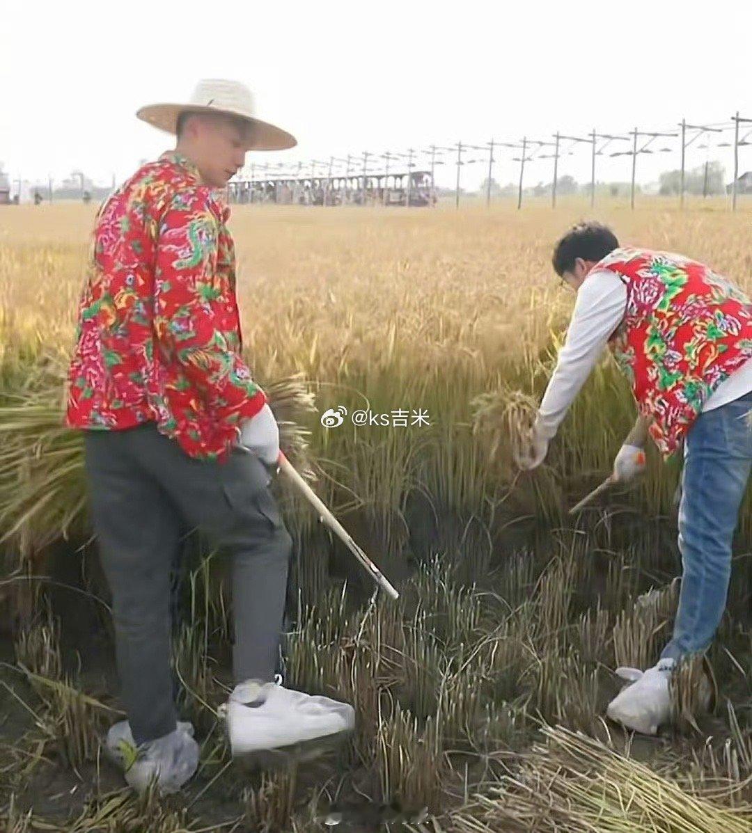 东方甄选主播被指直播作秀，戴手套、穿鞋套收水稻，主播明明：不是多么作非弄袋子把脚