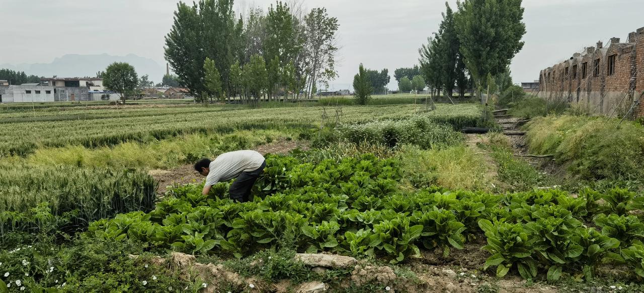 都说农村人，都有一片自己吃的地，专门供自己吃，不打农药，不打除草剂，不上化肥，这