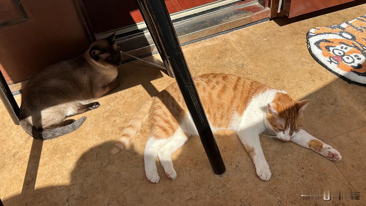 好惬意哦～晒太阳真舒服[耶]