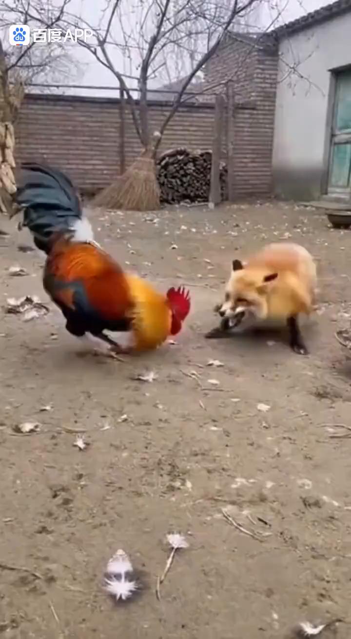 哈，哈哈哈哈哈哈。