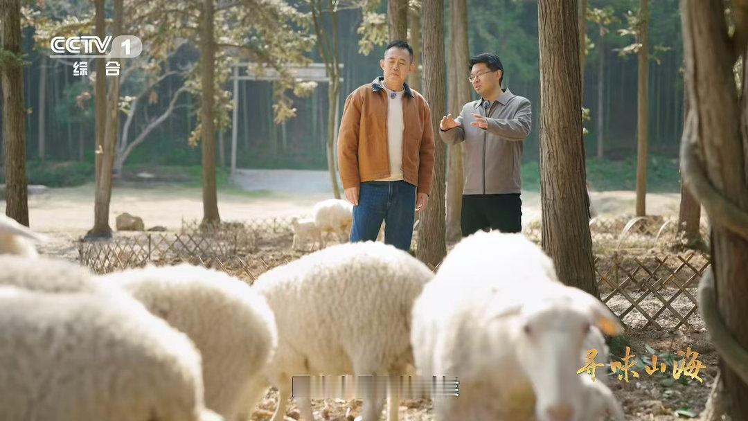 湖羊尾巴duangduang的湖羊的尾巴是天然暖宝宝 浙江长兴的湖羊，古老品种了