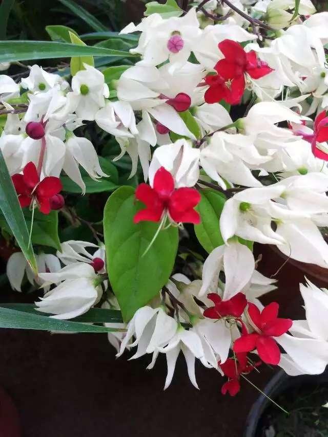 🌸白衣胜雪间，几点朱砂跳成春的心跳💓。绿叶托着月光碎片，原来热闹是孤独最温柔