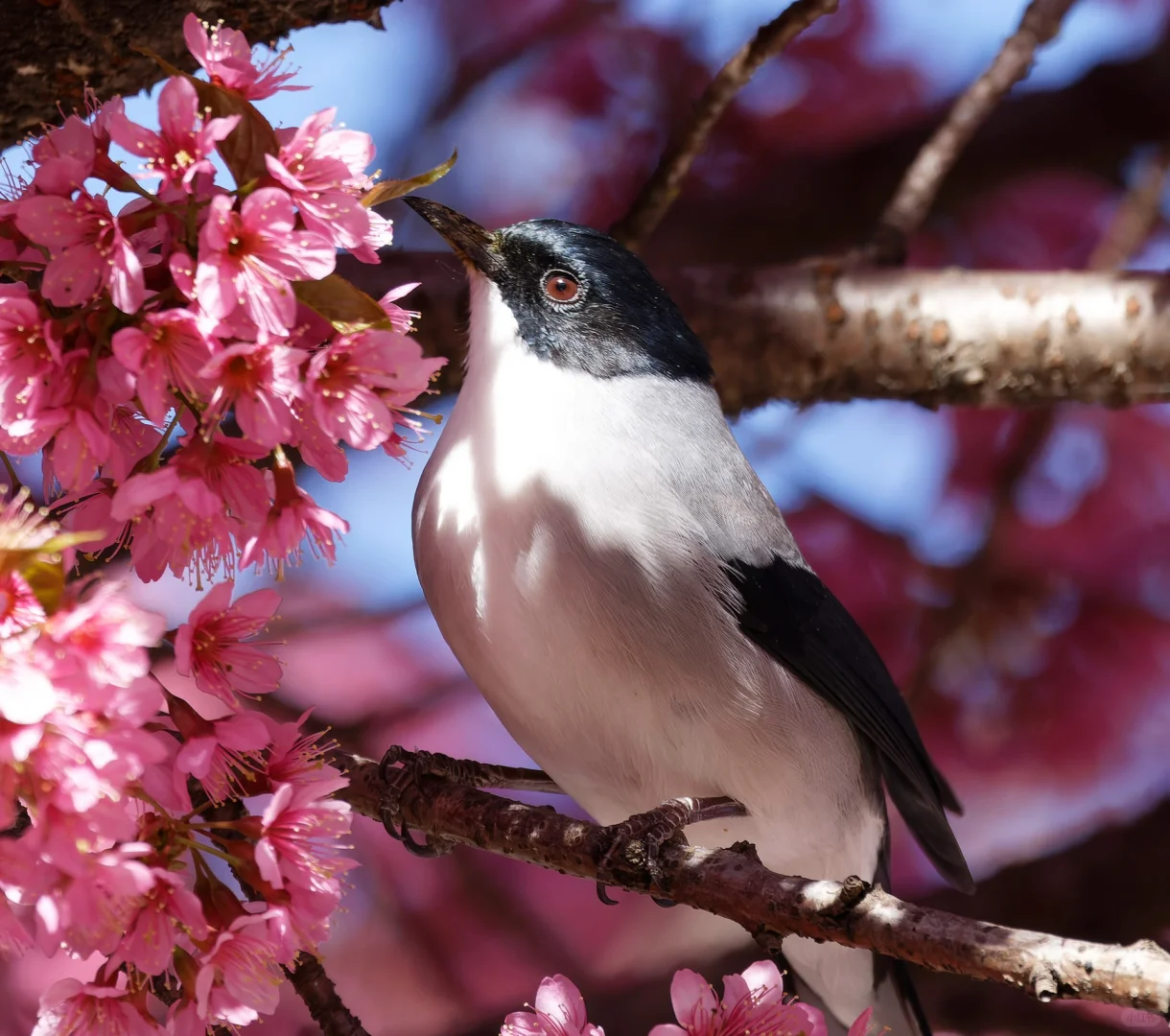 No.217-5黑头奇鹛与冬樱花