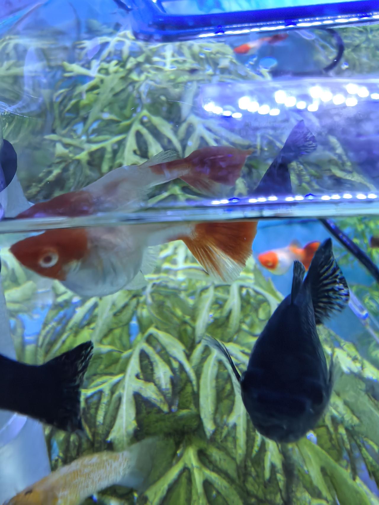 孔雀鱼好养还是不好养?孔雀鱼（Poecilia reticulata）作为一种常