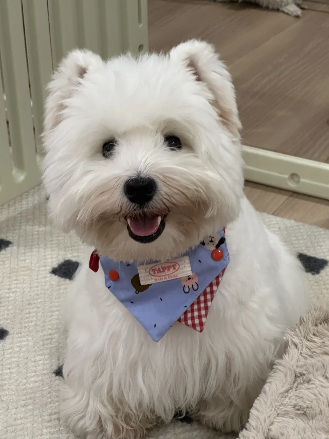 七分做旧款小狗