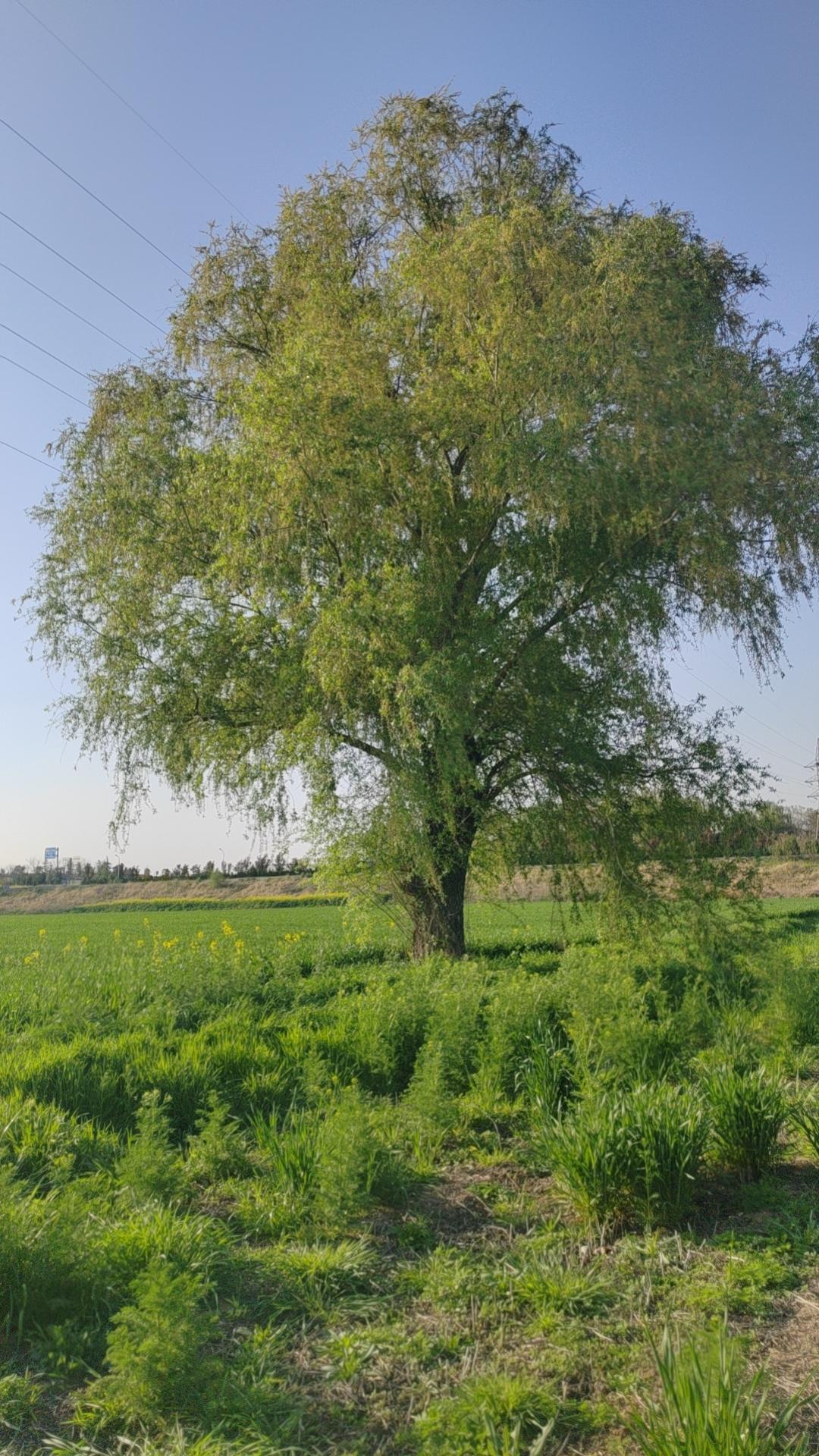 今天是下学期第一次月考，看了孩子们的卷子，感触很多：
一、一个寒假，确实葬送了一