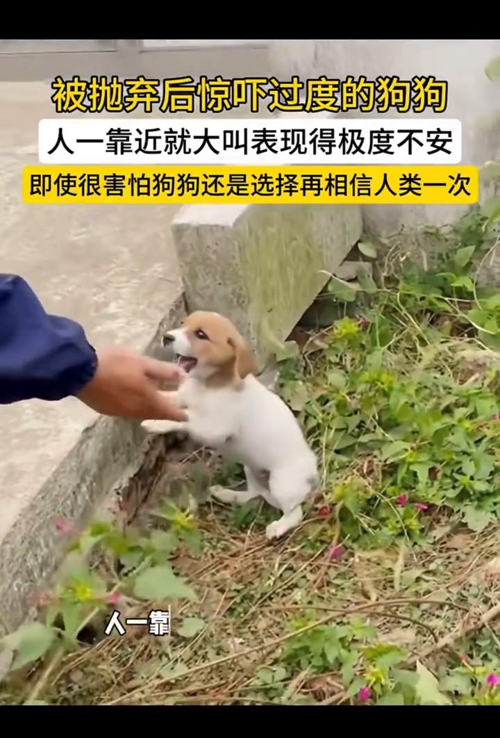 被抛弃后惊吓过度的狗狗，人一靠近就大叫，表现得极度不安。即使很害怕，狗狗还是选择