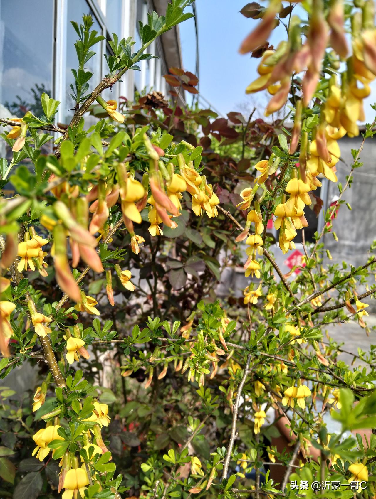 我家的金雀花开了，这颗金雀是十五年前从山顶刨来的，是标准野生的，春天来了，它的花