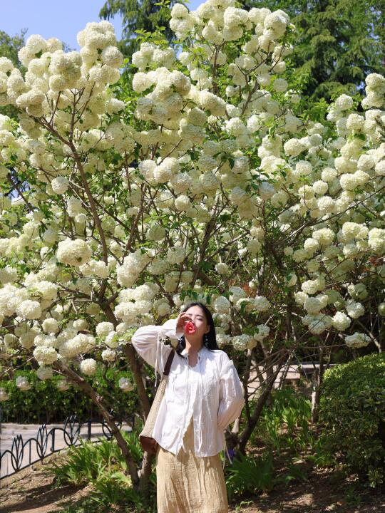 青岛木绣球已到盛花期，中山公园这棵好美