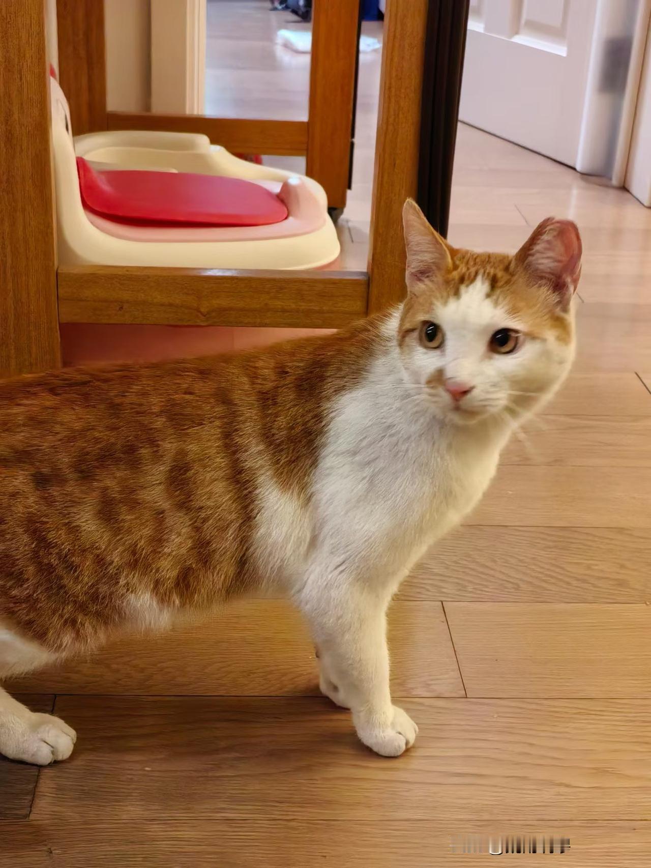 猫对人类的治愈已经大大超过了狗，尽管它们不太忠诚也不太听话，可还是无法阻挡现在的