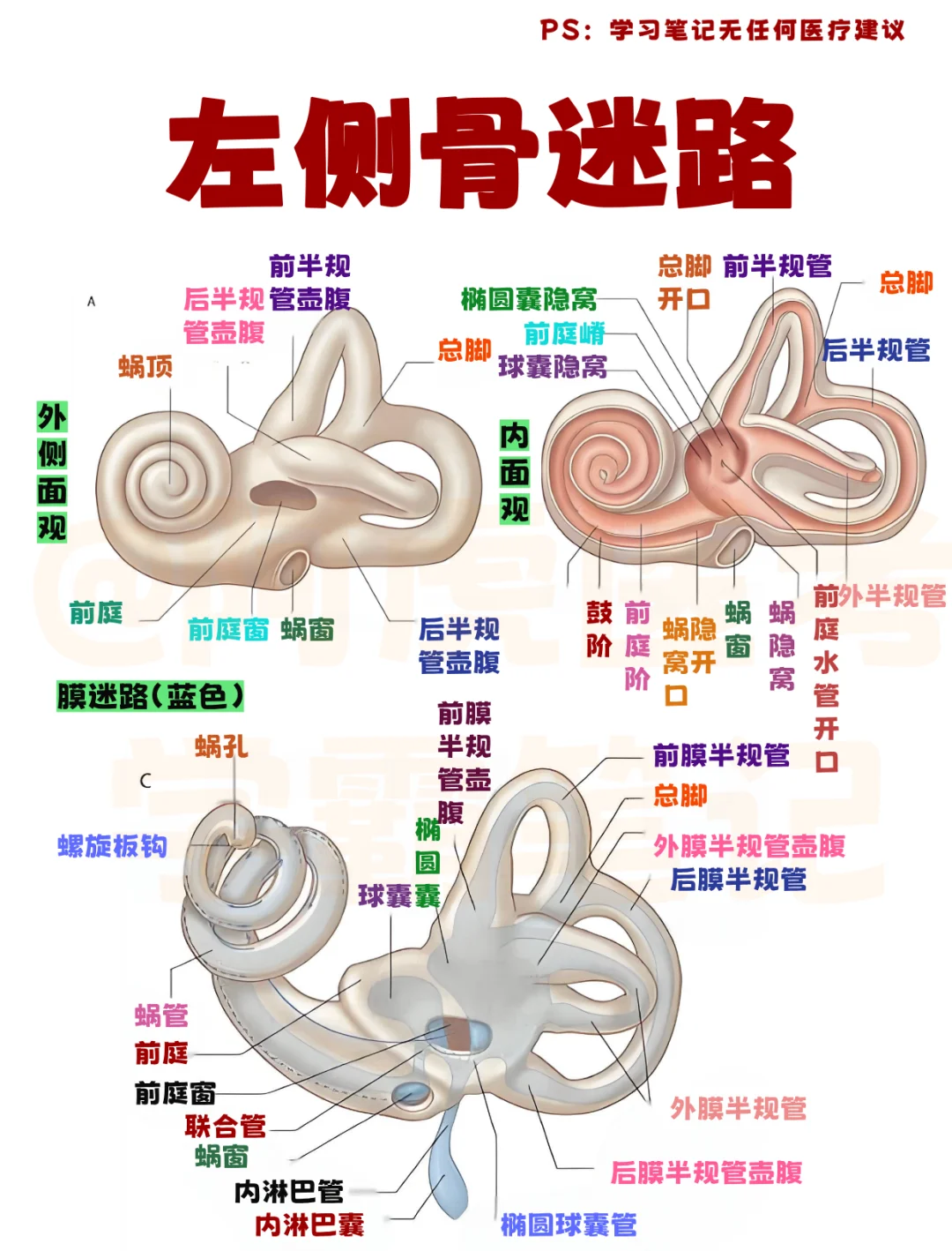 阿虎医考学霸笔记📒一篇学会骨迷路解剖
