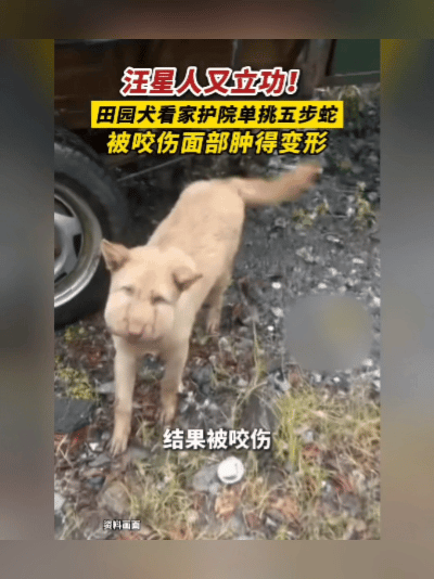 太勇敢！湖南田园犬舍命护家，单挑剧毒五步蛇让人泪目
 
太震撼了！忠犬无畏凶险，