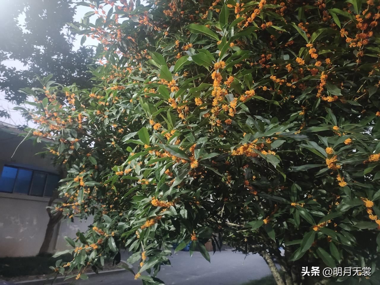 一路桂花香