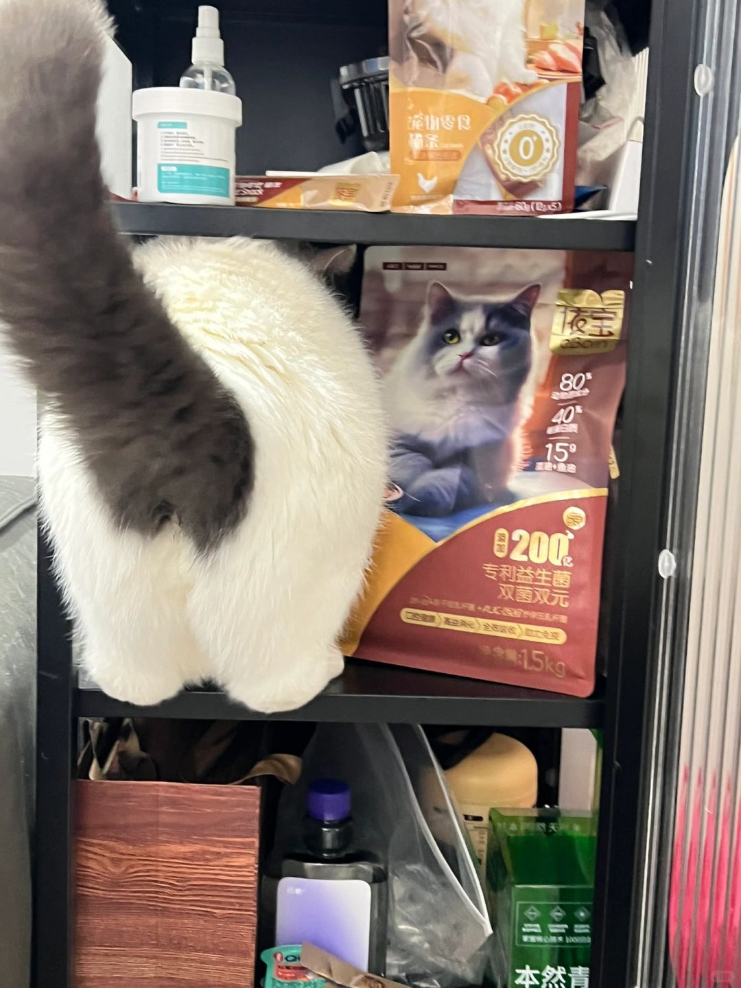 浣熊🦝进我家偷吃猫粮了