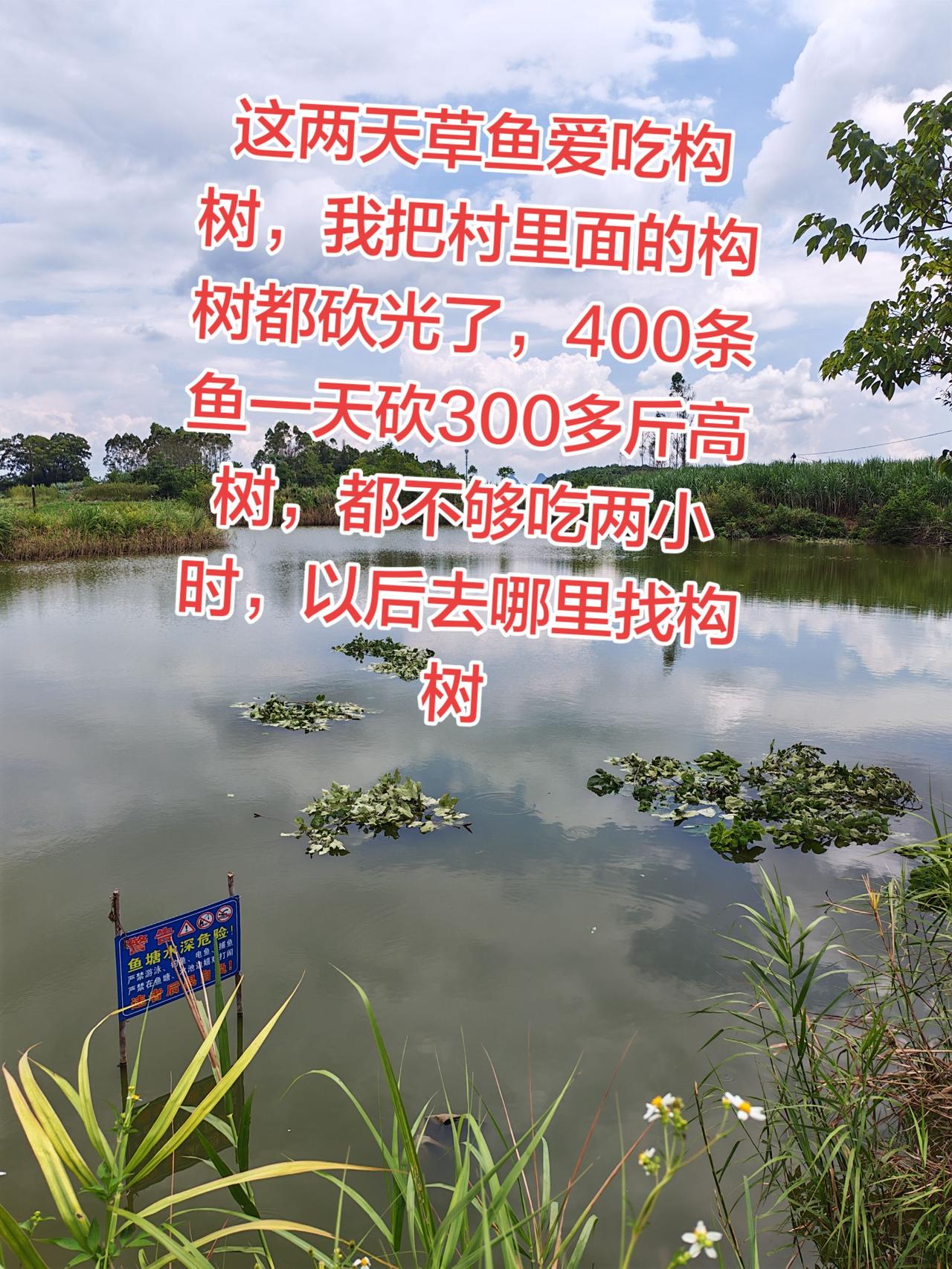 这种树叶草鱼最爱吃了，跳起来都要吃养鱼日记 养鱼 农村生活