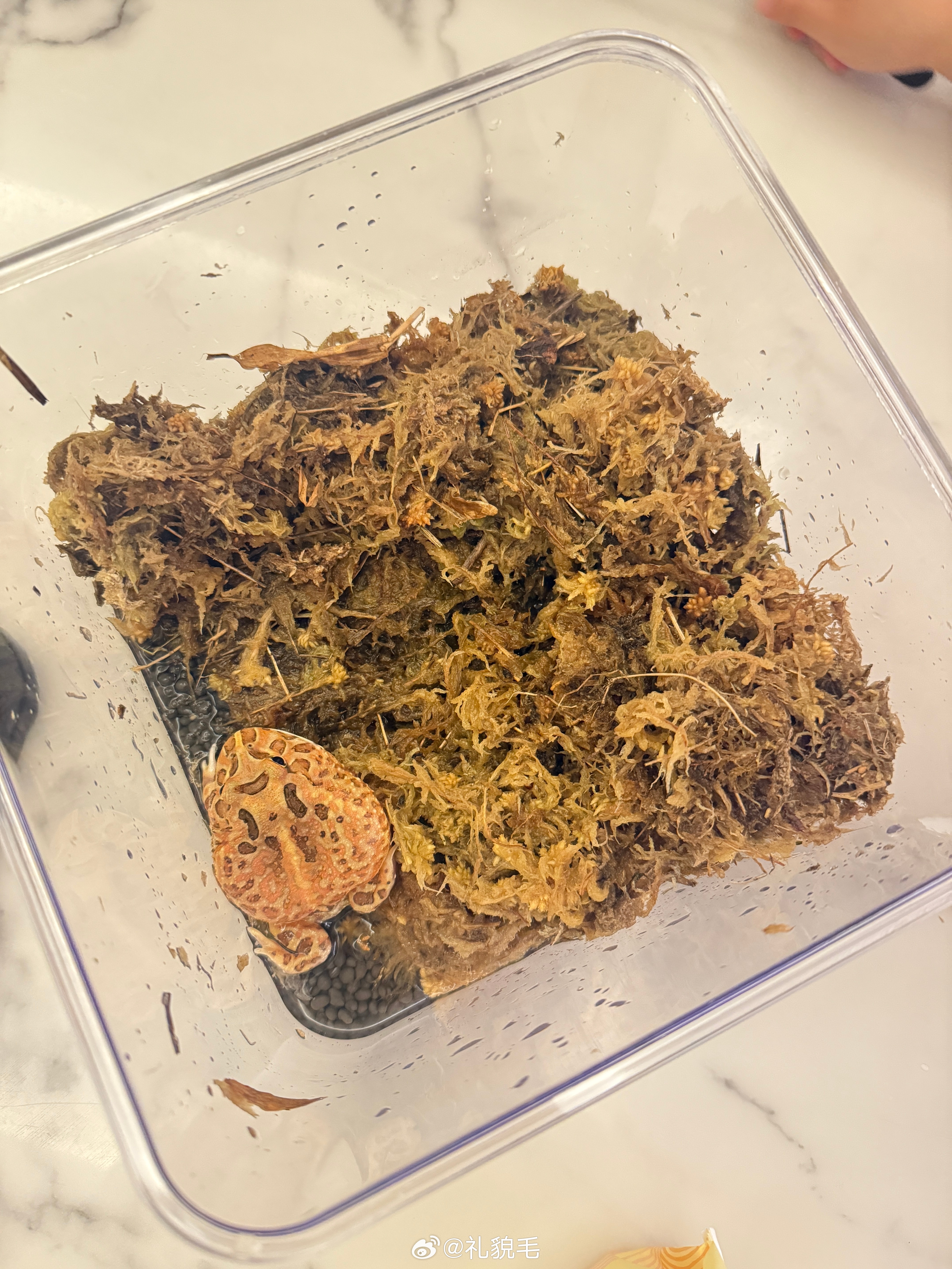 我真服了男的给八拿拿买了新房子新的压缩青苔旅蛙一次性把够七八次的青苔整盒泡了扔掉