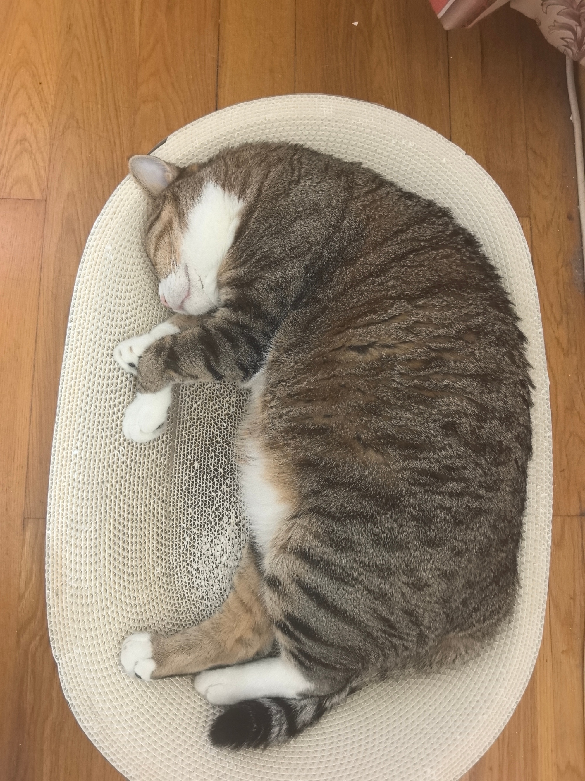 8️⃣🈷️🐱片儿要看吗 ​​​