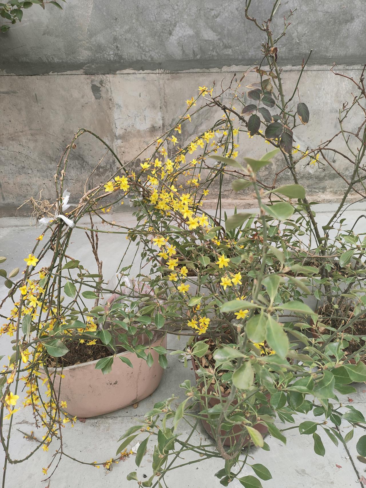 不必争艳，只在寻常日子里，把细碎的美好，慢慢舒展。