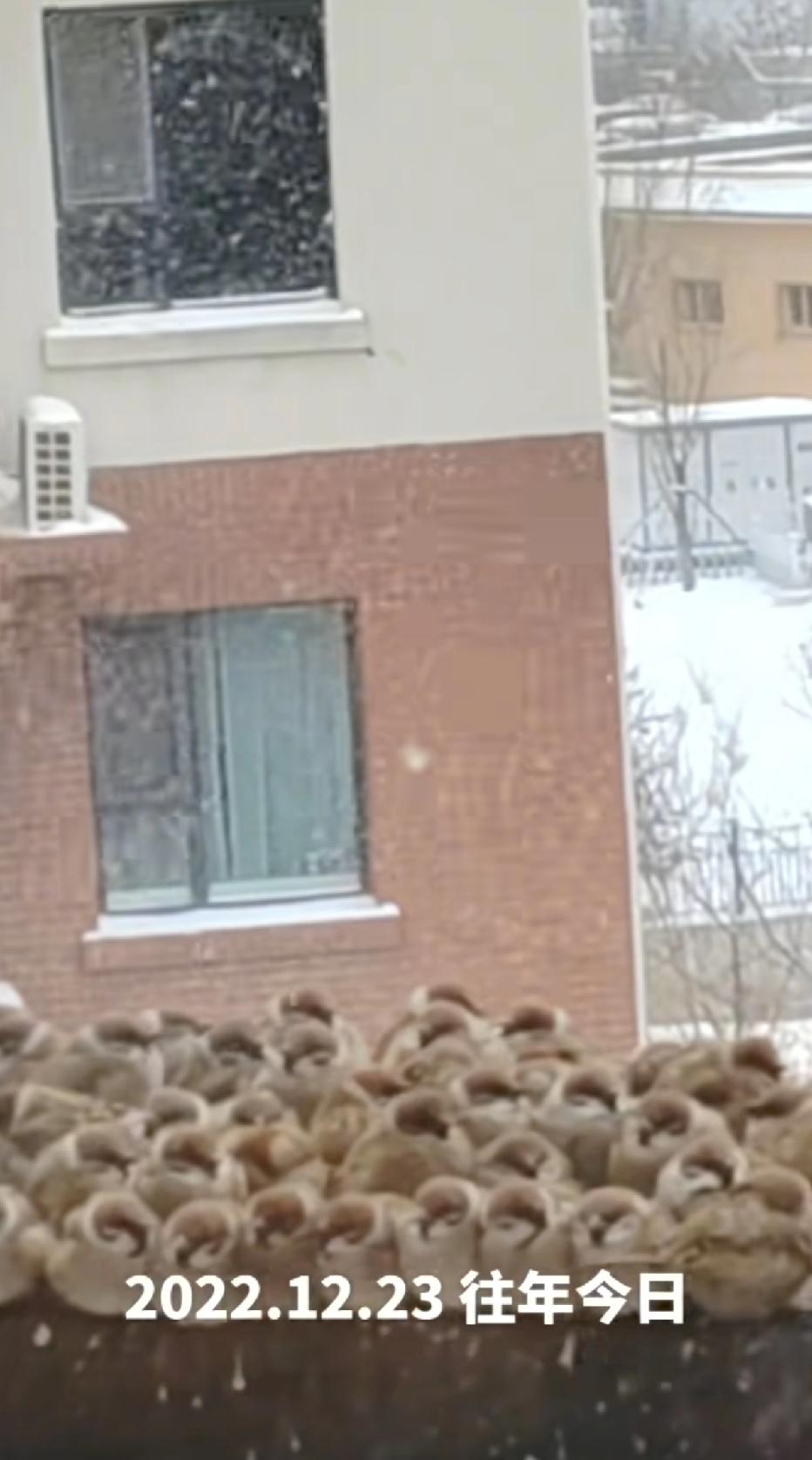 入冬以来，在网络平台上看到越来越多的人给小鸟投喂食物了。首先，这些人都是心地善良