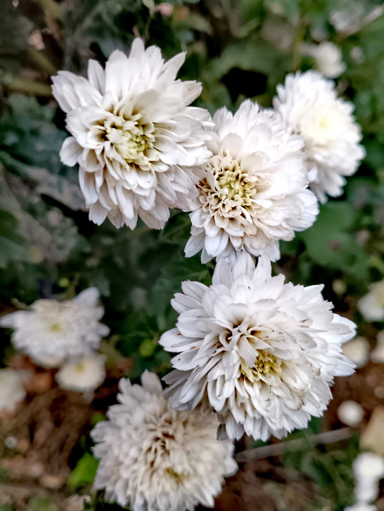 团团白菊层层叠叠，素净花瓣簇拥花蕊，于秋风间静静绽放清雅风姿。