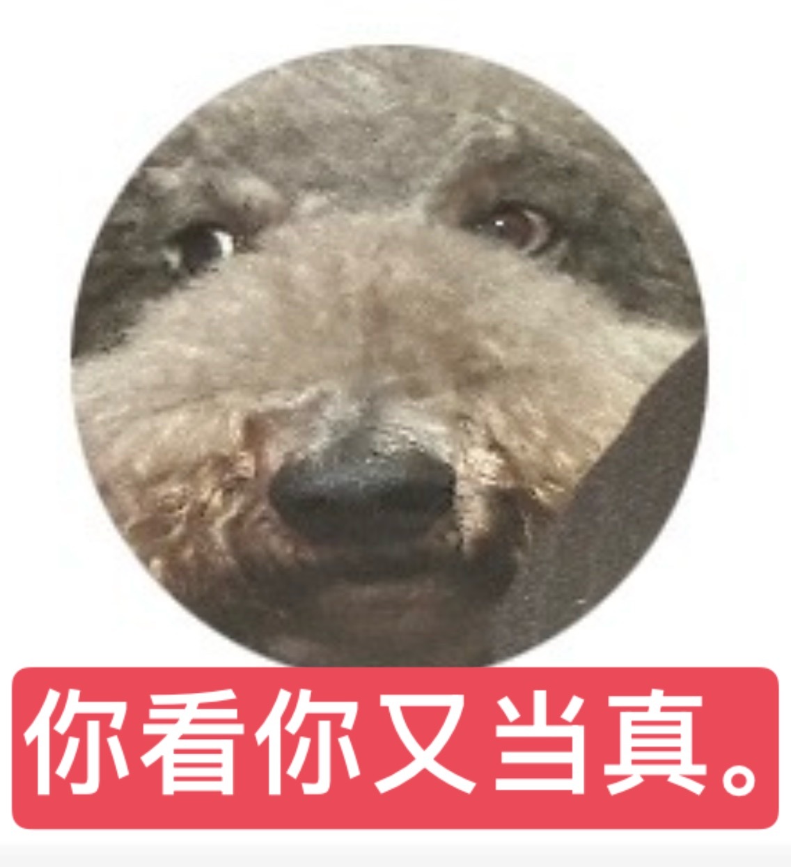 分享图片 