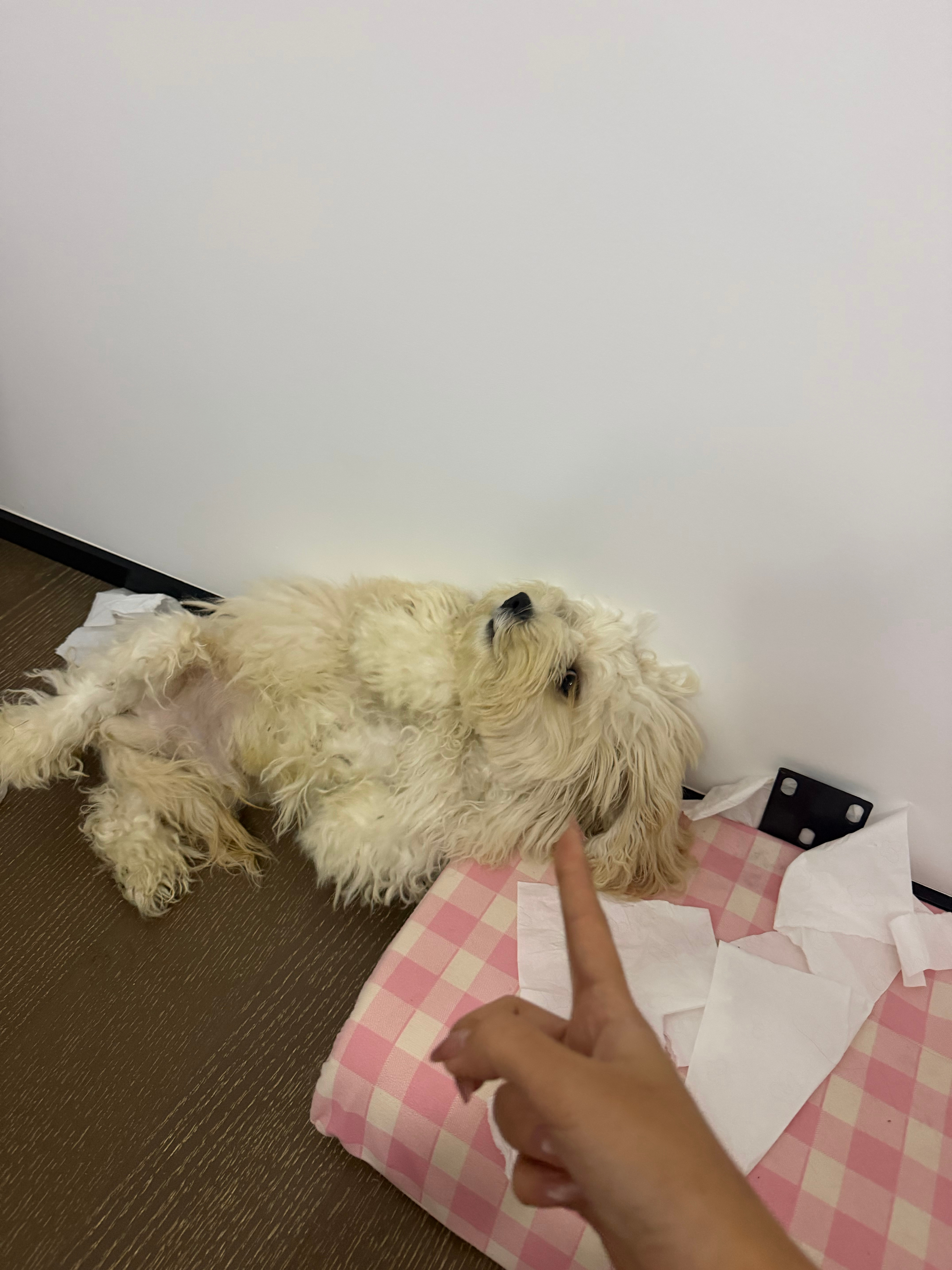 规矩没立住 养的烧心 ​​​