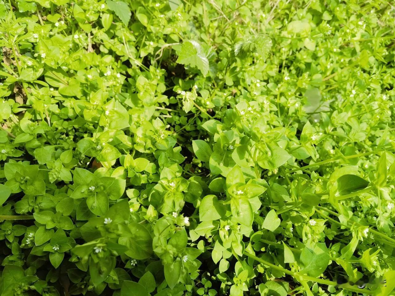 头条的友友们看看吧
这是什么野菜呢
真的可以吃吗
我在某音上看到别人推荐
但是我