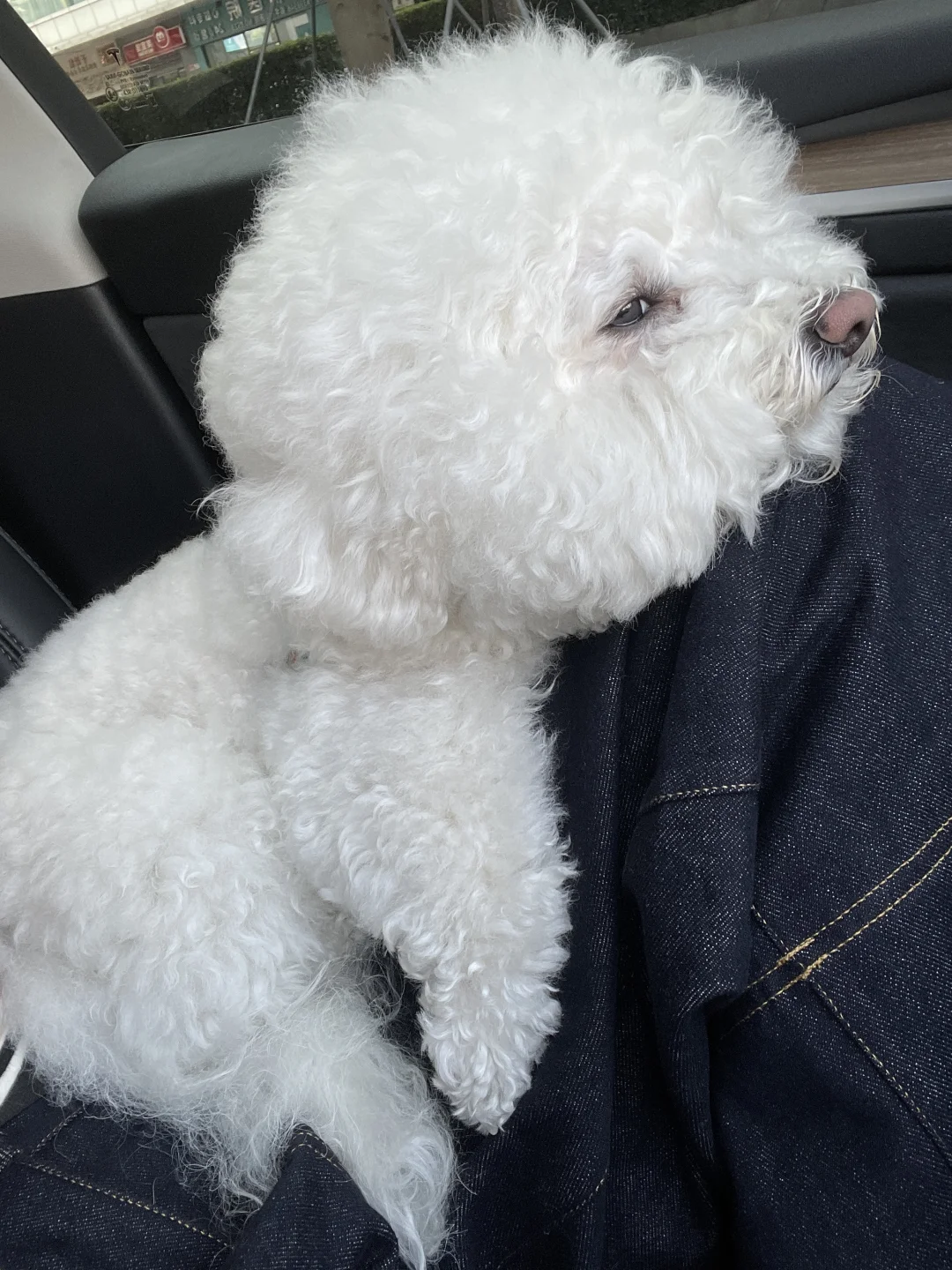 趴趴狗🐶