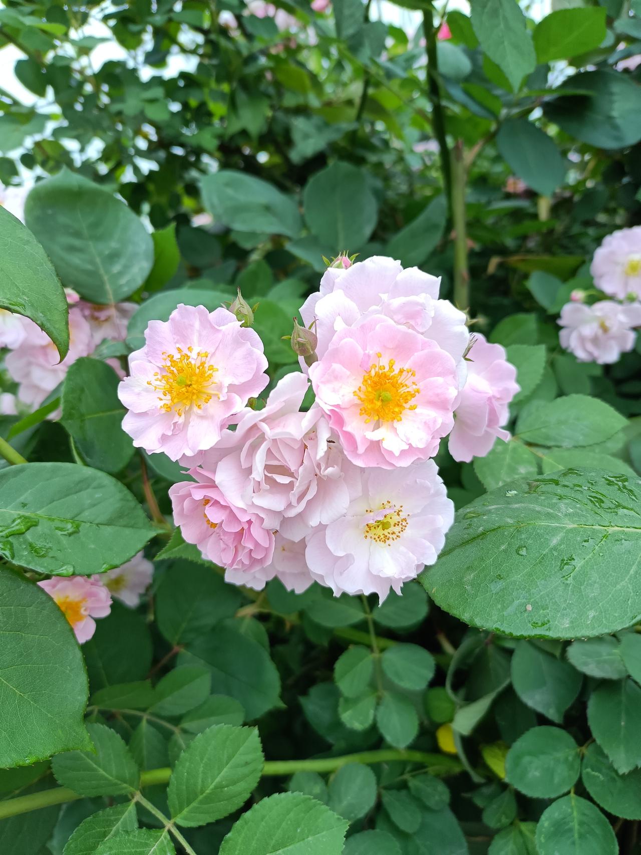 现在是蔷薇花盛开的季节，喜欢蔷薇花，它的花有粉色、白色、水红等，花朵娇艳，美不胜