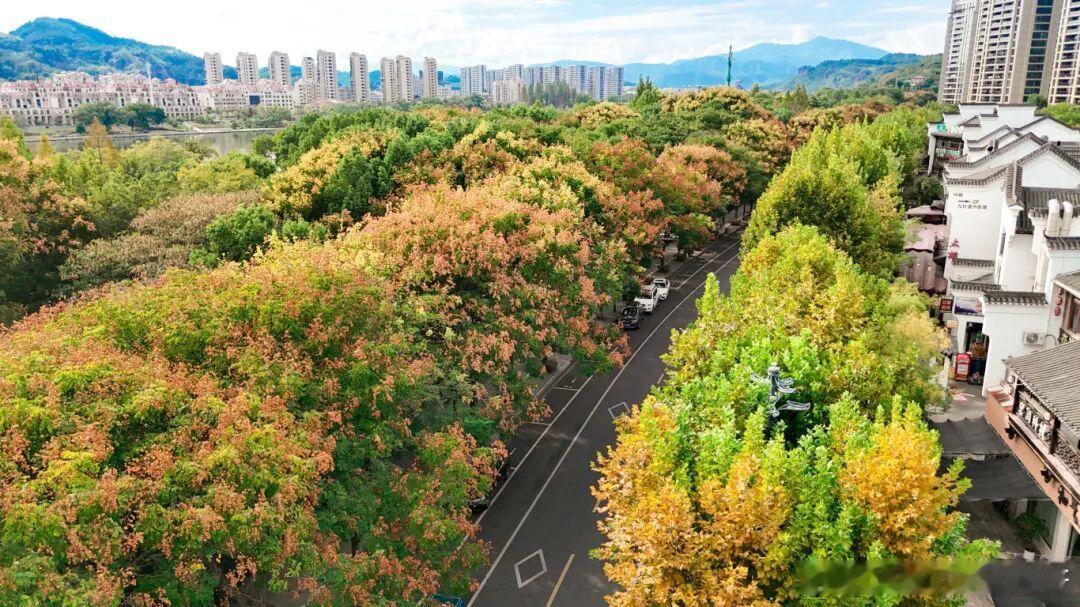 黄山栾树的美，富有层次且浪漫至极。春天的它，嫩叶微红，如同羞涩的少女；夏天的它，