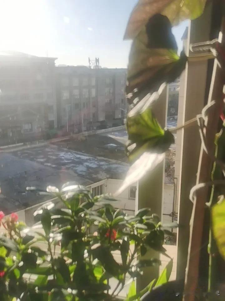 辽阳入冬失败过几天接着入，昨天傍晚7点左右天边突然闪了几下，刚开始还以为是哪里变