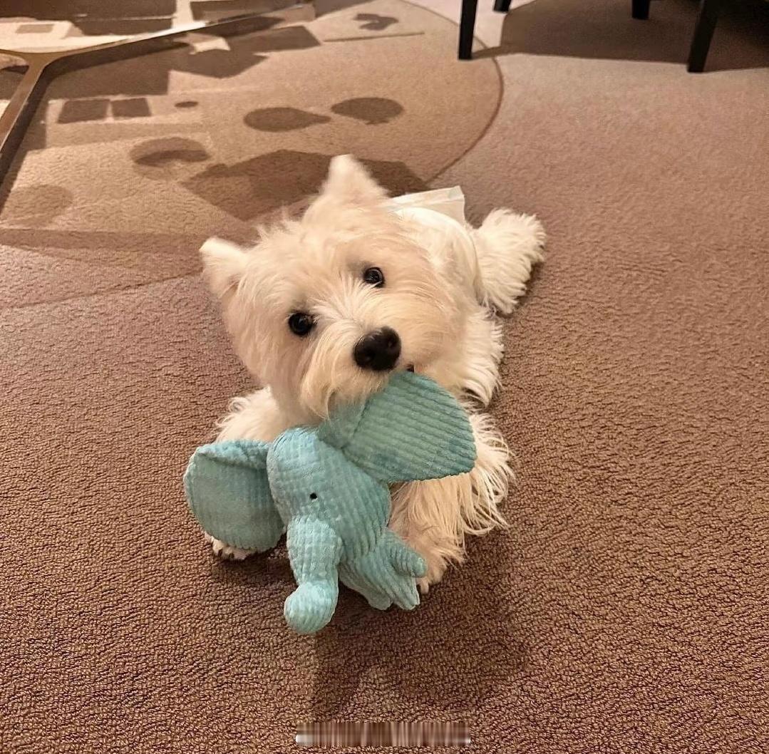 已经在化妆啦今晚19:30啵啵间见准备了发箍 帽子… 超多小礼物🎁直接抽送上次