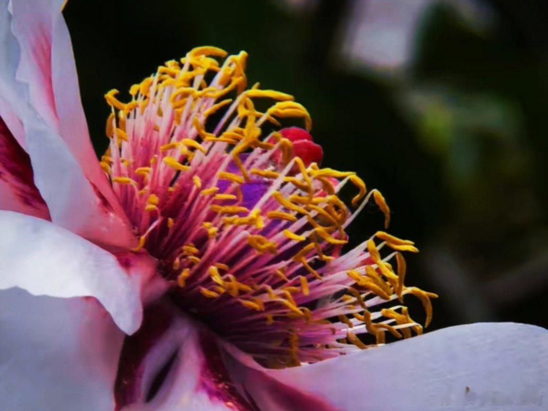 用眼睛寻找美丽 牡丹花蕊，有着不一样的美丽，蕊中有"奇"……江南天天拍好摄天下植