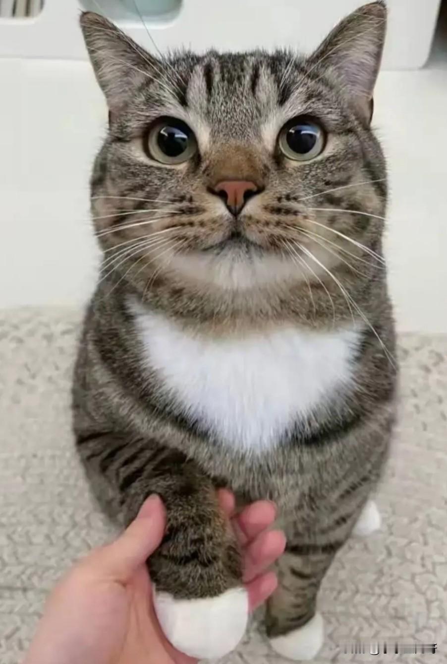 我家的猫居然能听慬我说的话这究竟是什么神仙猫啊？

不养猫的人肯定不会信。

养