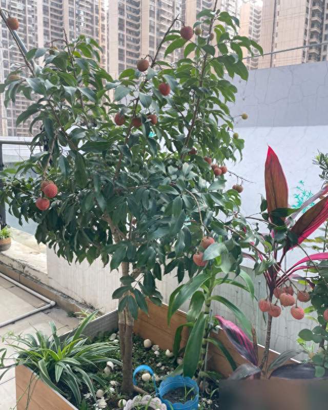广州一女子，因“顶楼种荔枝”而走红，网友：荔枝大丰收，真壮观