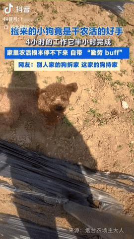 一男子正在干农活，无意中发现自家狗狗竟然是干农活的好手，本来自己的农活要4个小时