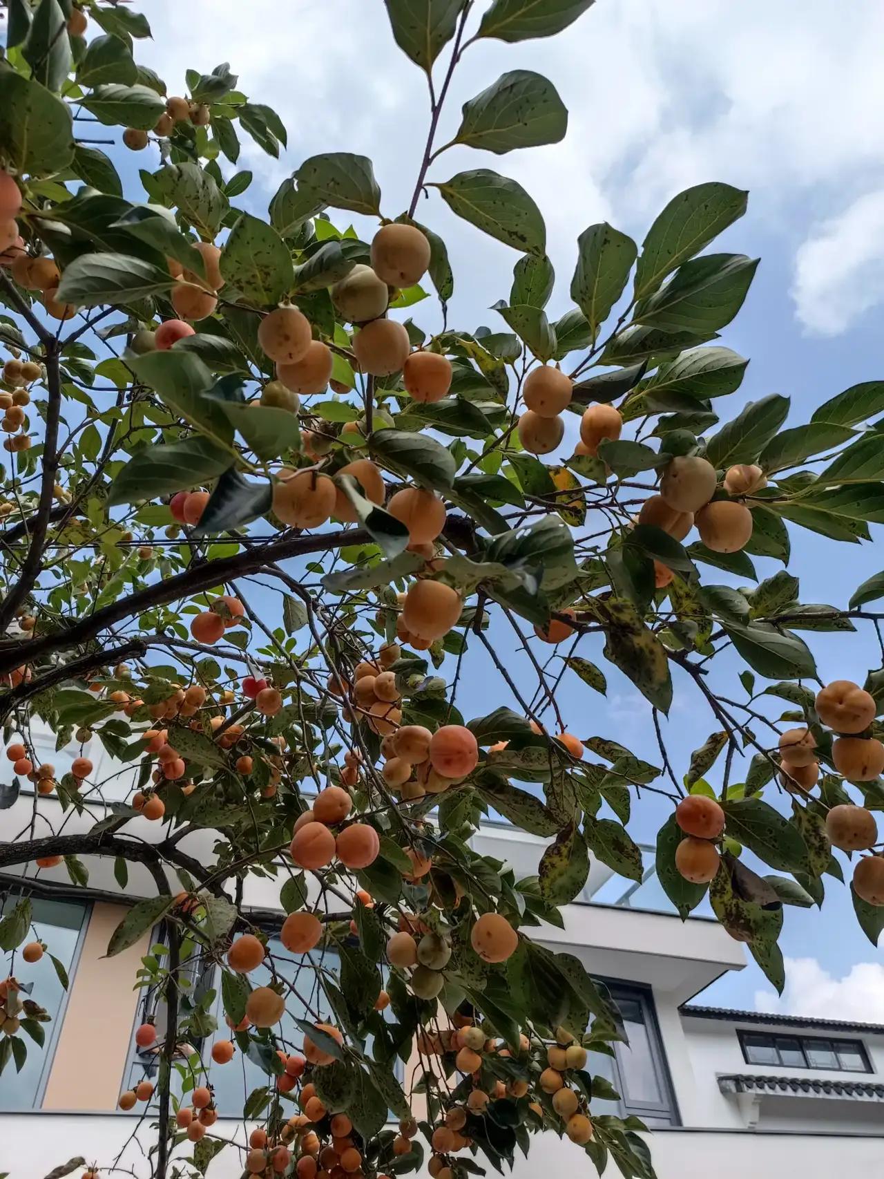 满觉陇路杭州最著名的桂花路，路两边都是桂花树，每当金秋十月这里的桂花开的荼蘼香飘