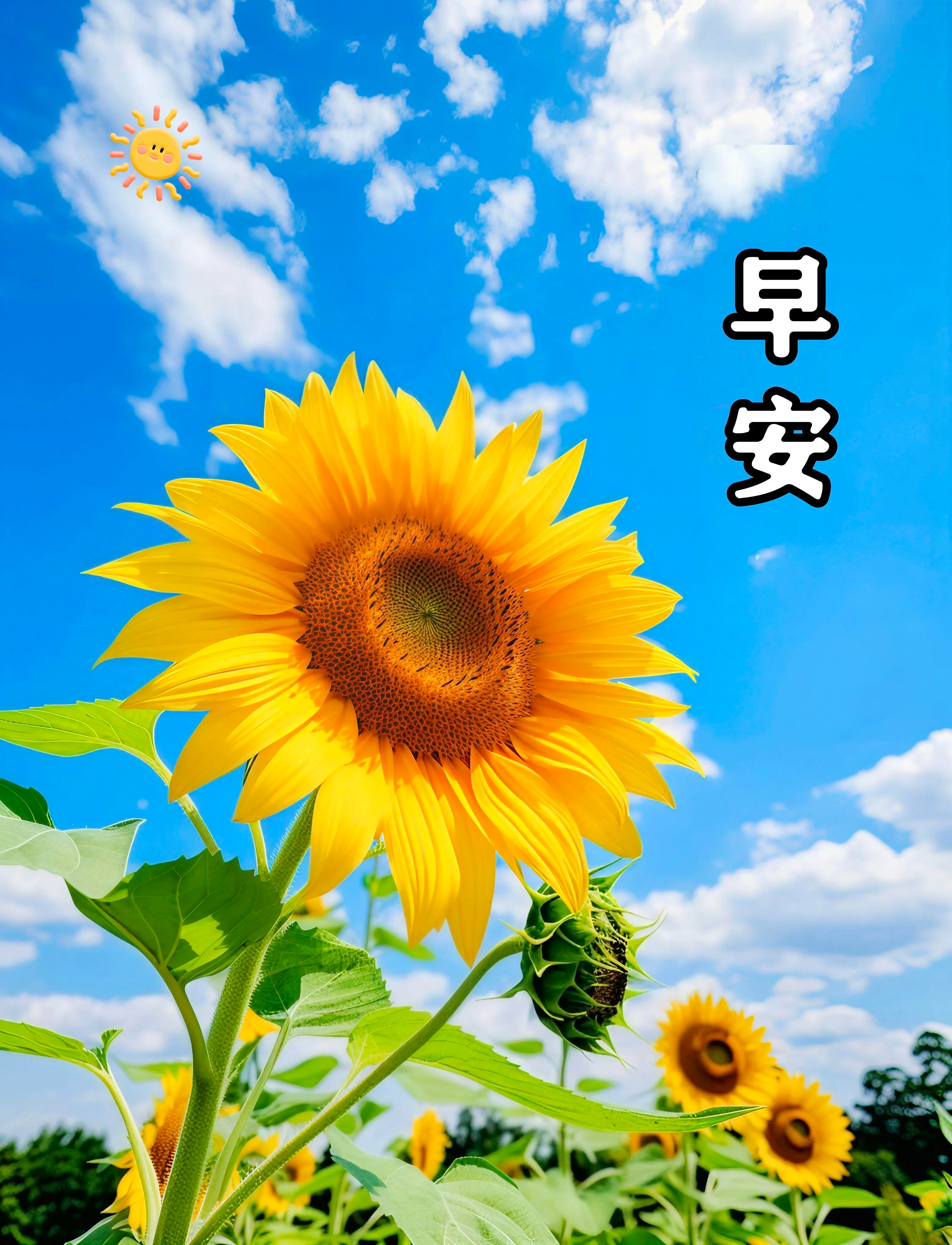 今天的你，要像向日葵一样，永远朝着光的方向努力生长。哪怕孤单，也要骄傲地绽放。—