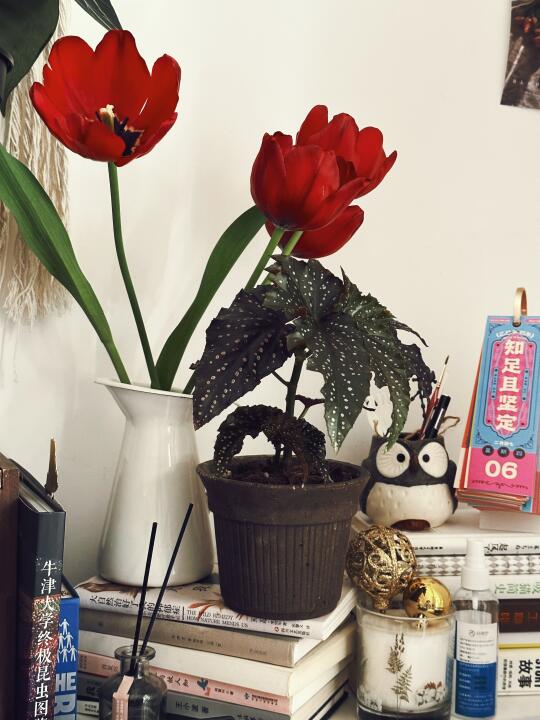 早安 郁金香🌷