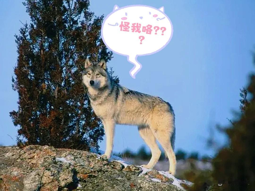 芬兰的驯鹿被狼群袭击，在一年内增长了70%，造成的损失已达数千欧元，芬兰自然资源