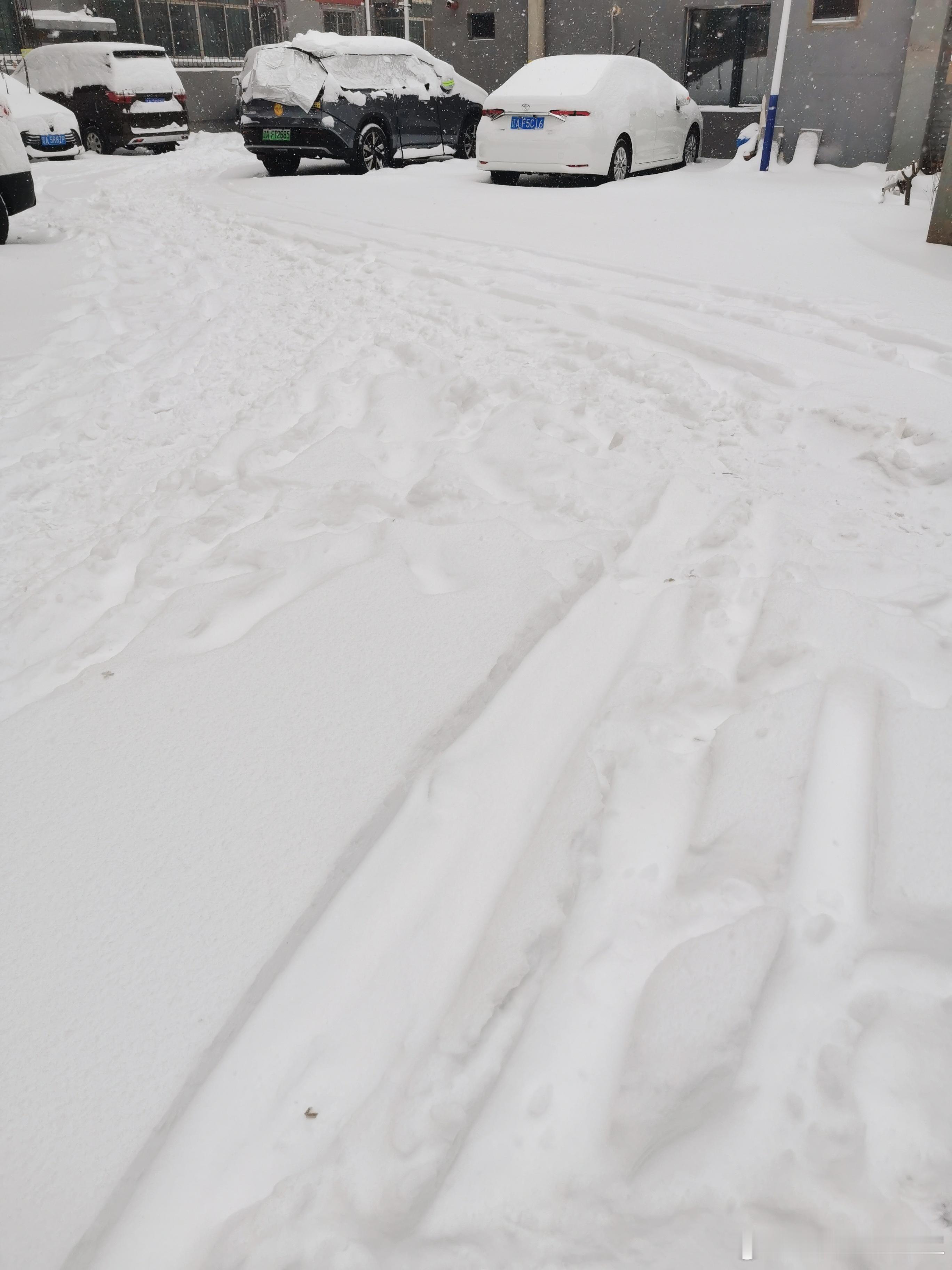 东北大暴雪又来了 从昨天傍晚开始下的雪，下了一夜，早起停了一会，出门发现这雪下得