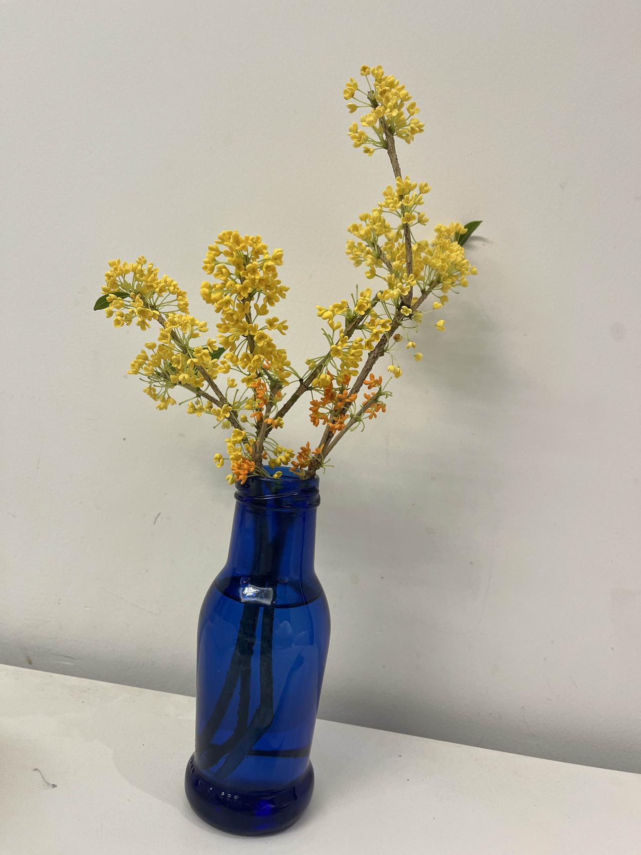 小区里也是桂树成林，平时没注意，现在才发现原来有这么多桂花树，而且金桂银桂四季桂