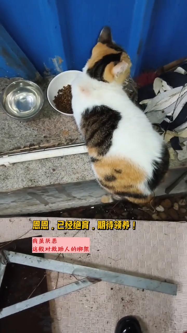 喂流浪猫就要给它绝育吗？
我虽厌恶这般对救助人的绑架，但也极愿意展示我的成果。视