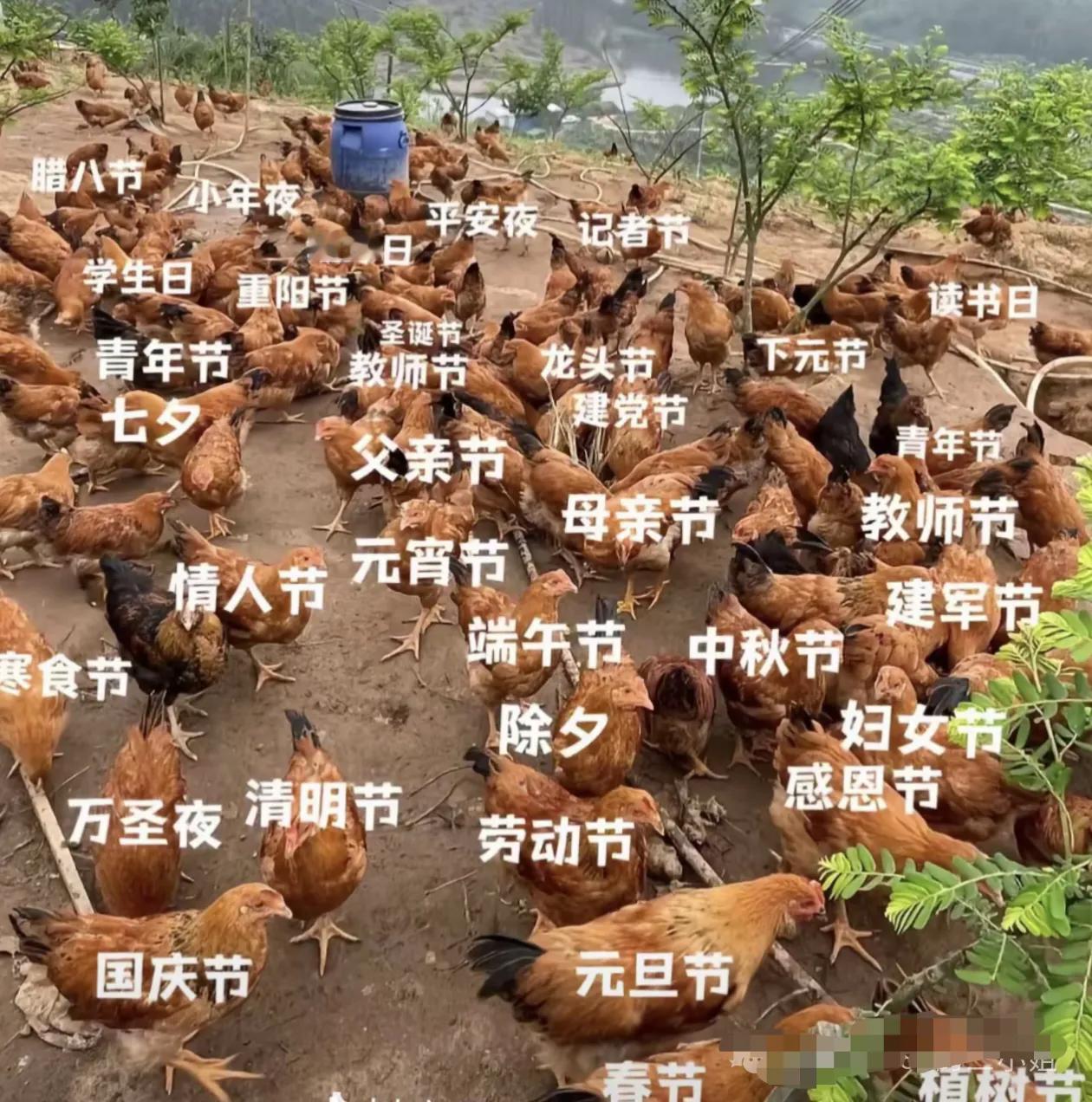 你们家过节，哪些节日是必须要吃鸡的?
乡下养鸡，每一只都肩负着不同的使命[大笑]