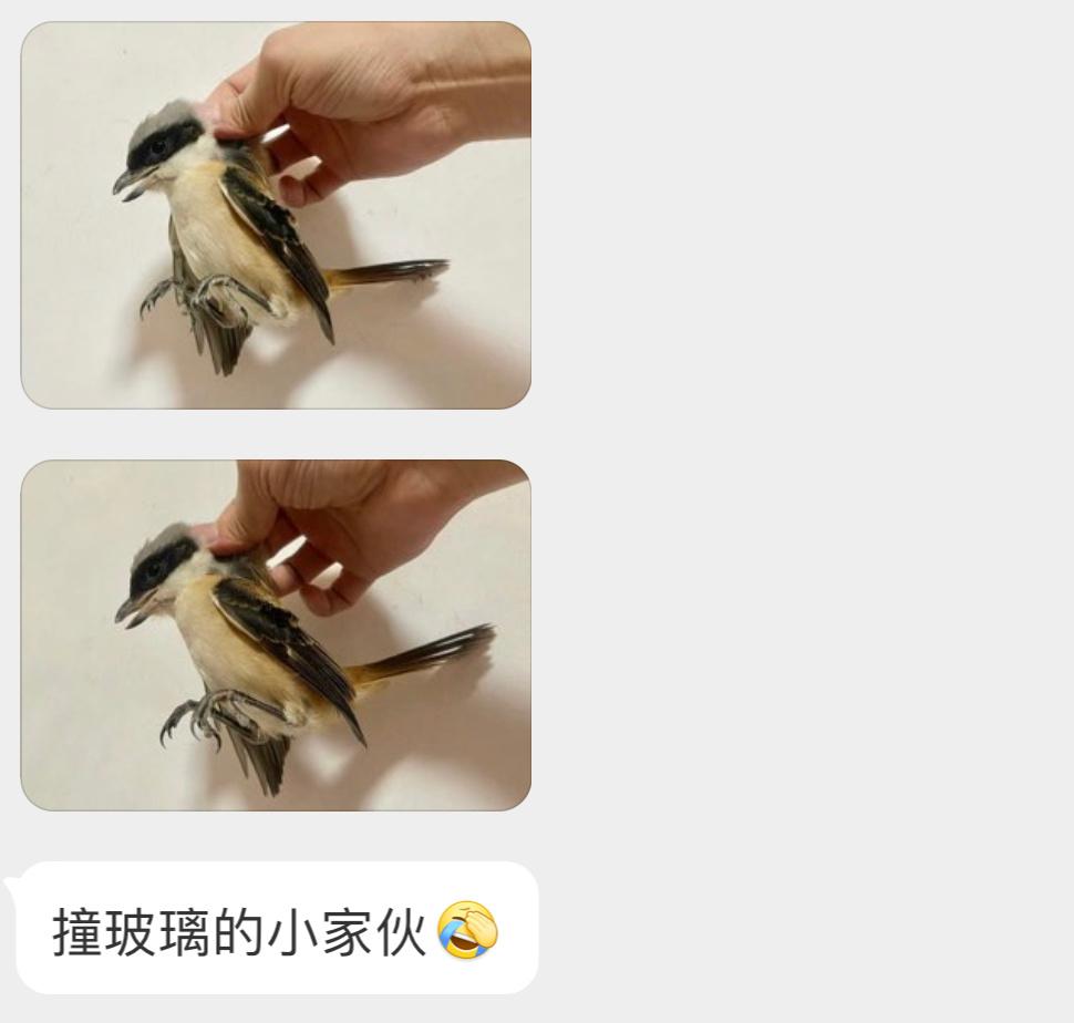 ？？？棕背伯劳：我不要面子的吗？好歹也能抓个老鼠啥的啊！ ​​​