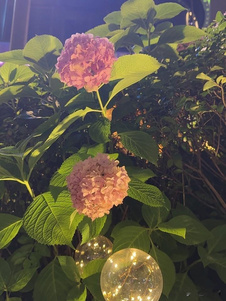 晚上偷偷绽放的花朵🌺
偷偷的美
偷偷的享受生活
活着
你有你的生活方式