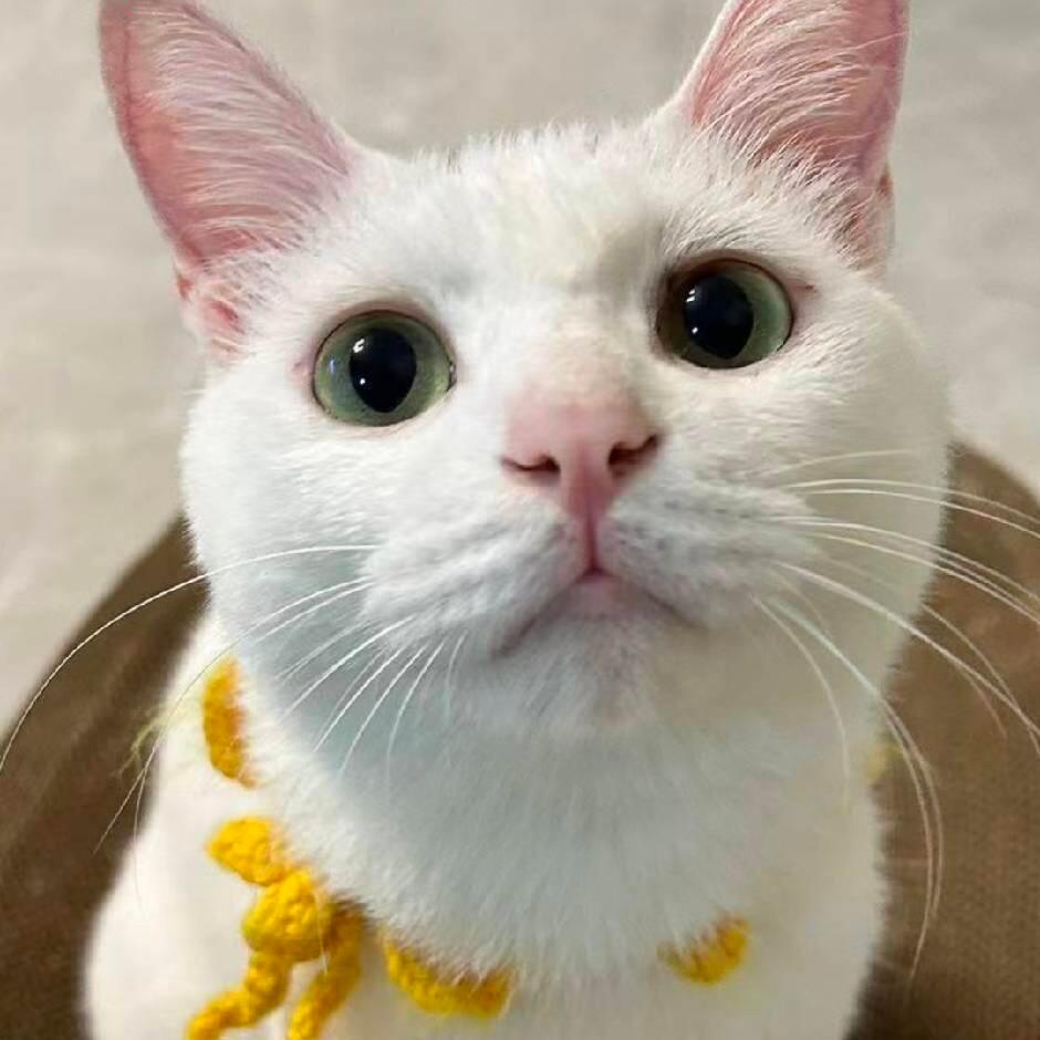 改毕业论文把猫熬枯了最近每天和猫待在一个房间从早改到晚，打扰了猫的作息哈哈哈哈 