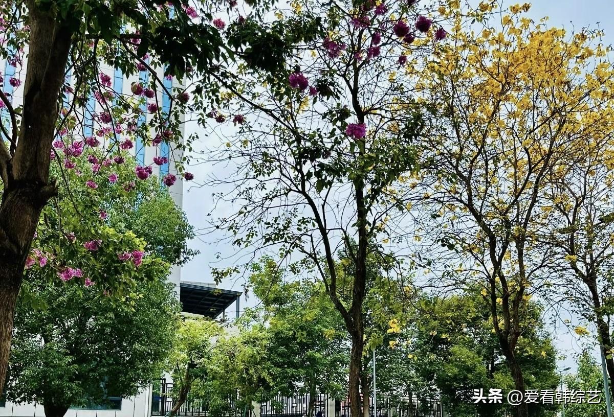 天南地北大拜年粉紫花簇缠上枝桠，金叶晃着柔光，湿路沾着落瓣的润。楼宇隐在翠丛后，