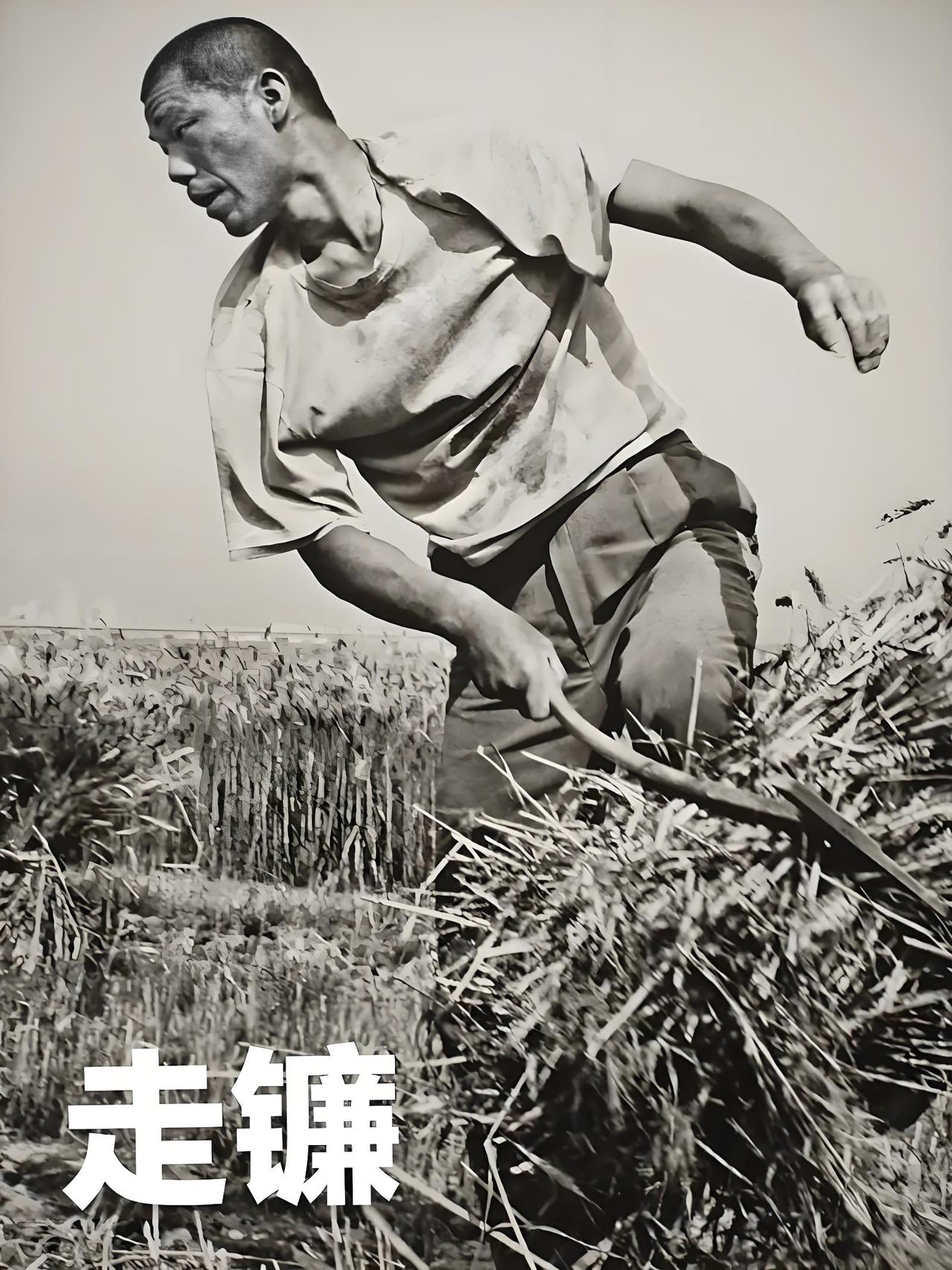 农民多久才能实现年入一百万等到来年猪肉一万块钱一斤的那年！