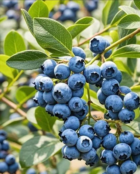 10种对眼睛好的食物:
1、胡萝卜：富含β-胡萝卜素，可在体内转化为维生素A，帮